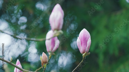 Magnolia Trees In The Botanical Garden. Blooming Tree Growing In A Garden.