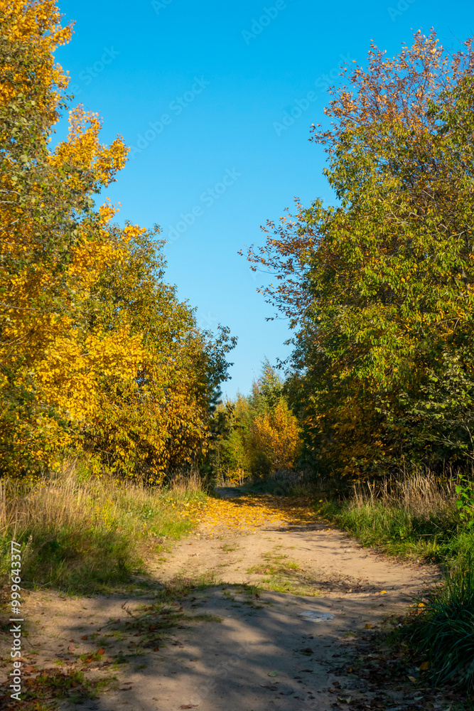 Blue sky with white clouds over the crown of a tree with red and yellow leaves. High quality photo