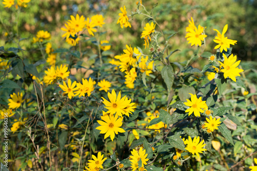 Jerusalem artichoke (Helianthus tuberosus) yellow flowers closeup selective focus photo