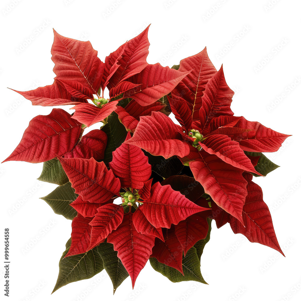 red poinsettia flower on transparent background png red poinsettia flower on transparent background png