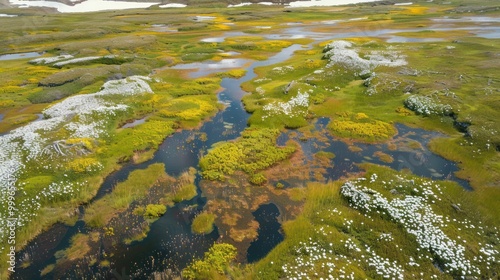 Aerial View of a Lush Meadow