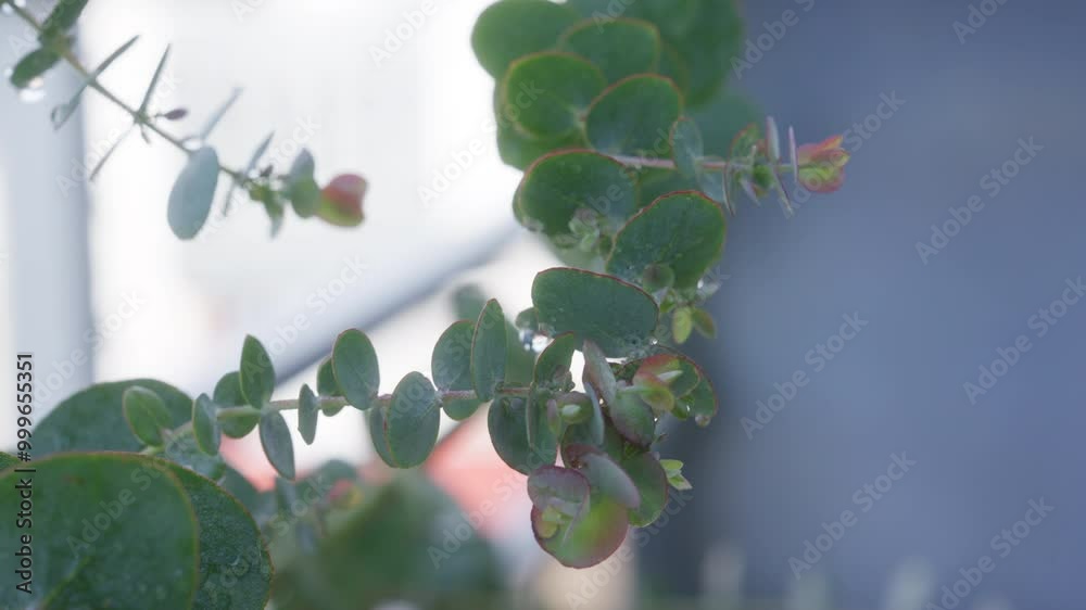 Rama de eucalipto con gotas de agua en hojas verdes y bordes rosados, destacando el contraste con el fondo azul claro