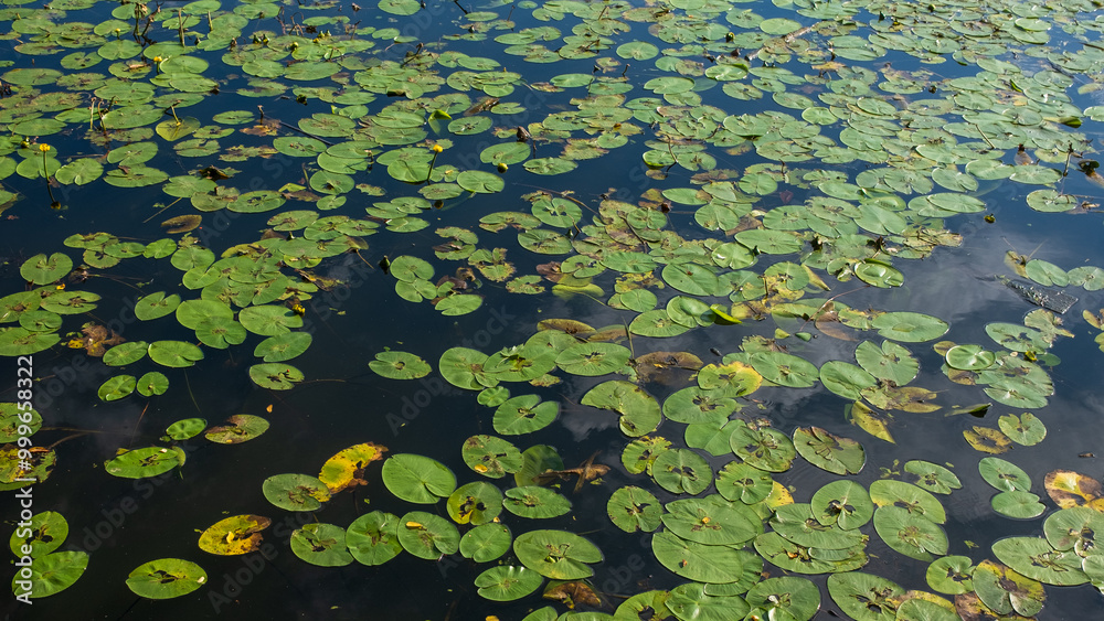 water surface covered with numerous green lily pads, some of which have small yellow flowers water surface covered with numerous green lily pads, some of which have small yellow flowers