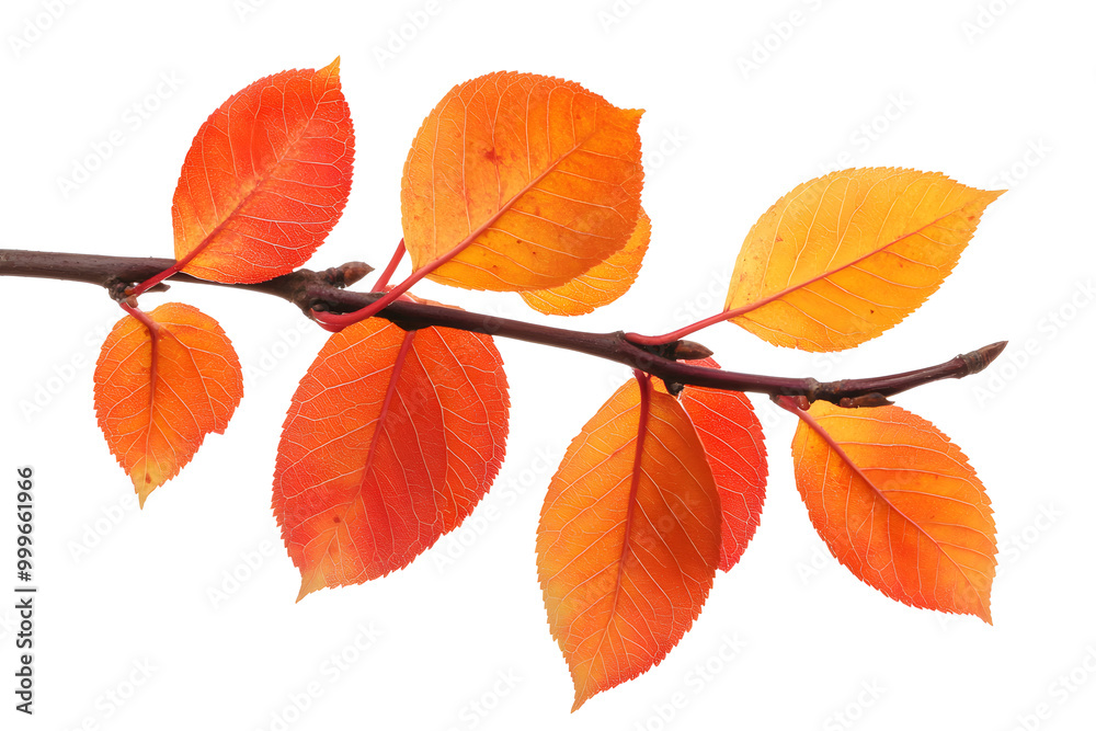 Vibrant orange and red autumn leaves branch isolated on white background Vibrant orange and red autumn leaves branch isolated on white background