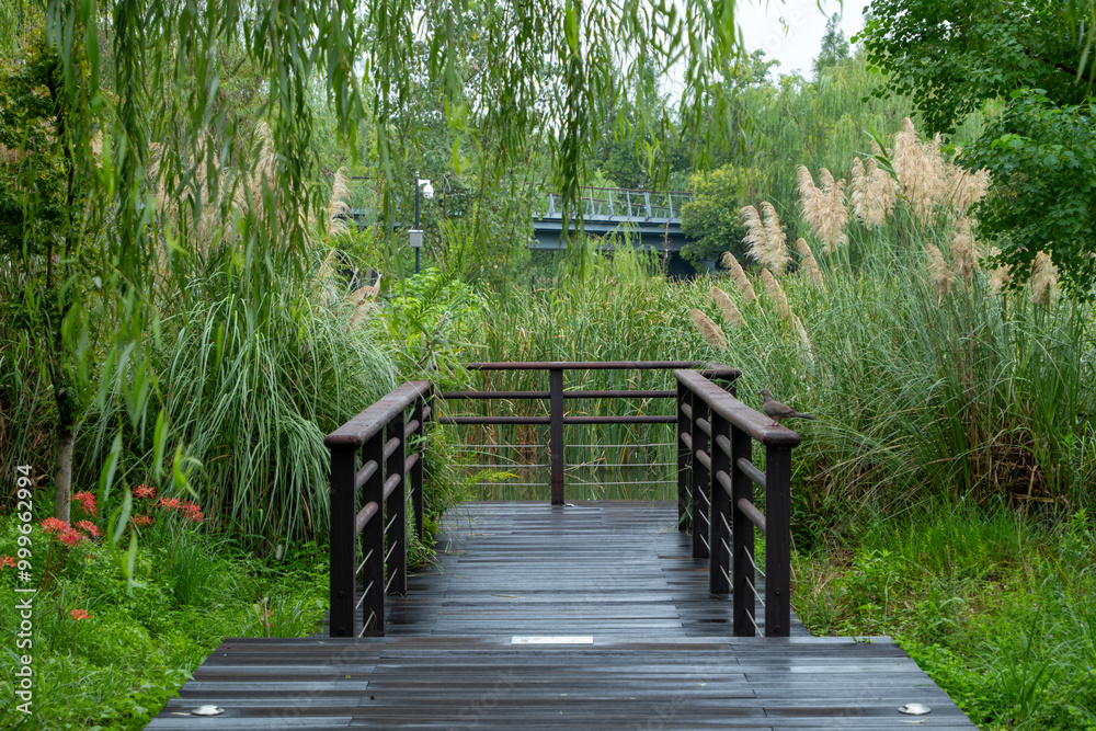 Wooden walkway or viewing platform leading into a wetland surrounded by lush greenery, including tall grasses and weeping willow trees in a public park.An urban garden with recreational infrastructure Wooden walkway or viewing platform leading into a wetland surrounded by lush greenery, including tall grasses and weeping willow trees in a public park.An urban garden with recreational infrastructure