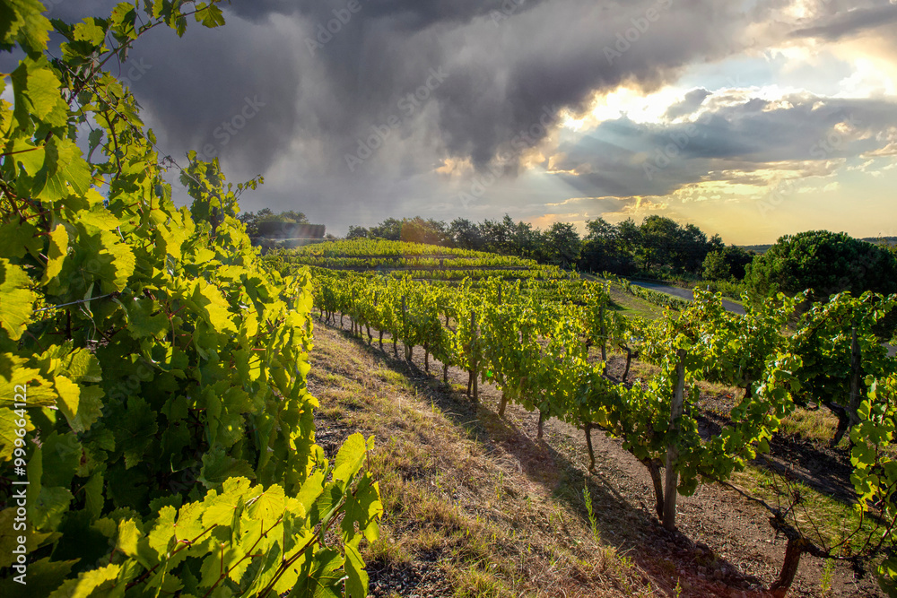 Naklejka premium Paysage viticole dans les vignes de France en automne.