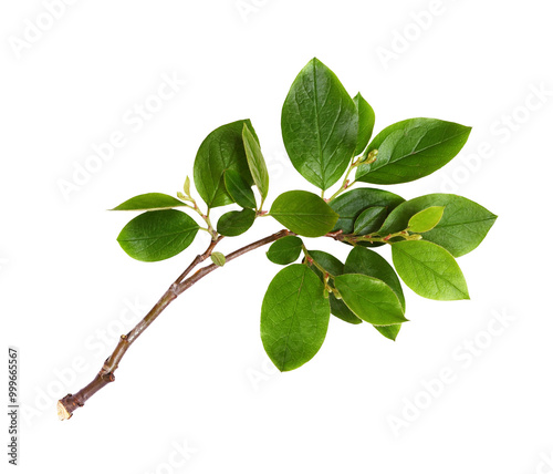 Fotografía Fresh branch with green leaves isolated on white or transparent background