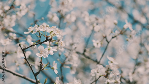 White Cherry Tree Blossom Flowers. Subgenus Cerasus Or Prunus Avium. Commonly Called Wild Cherry Or Sweet Cherry And Gean. photo