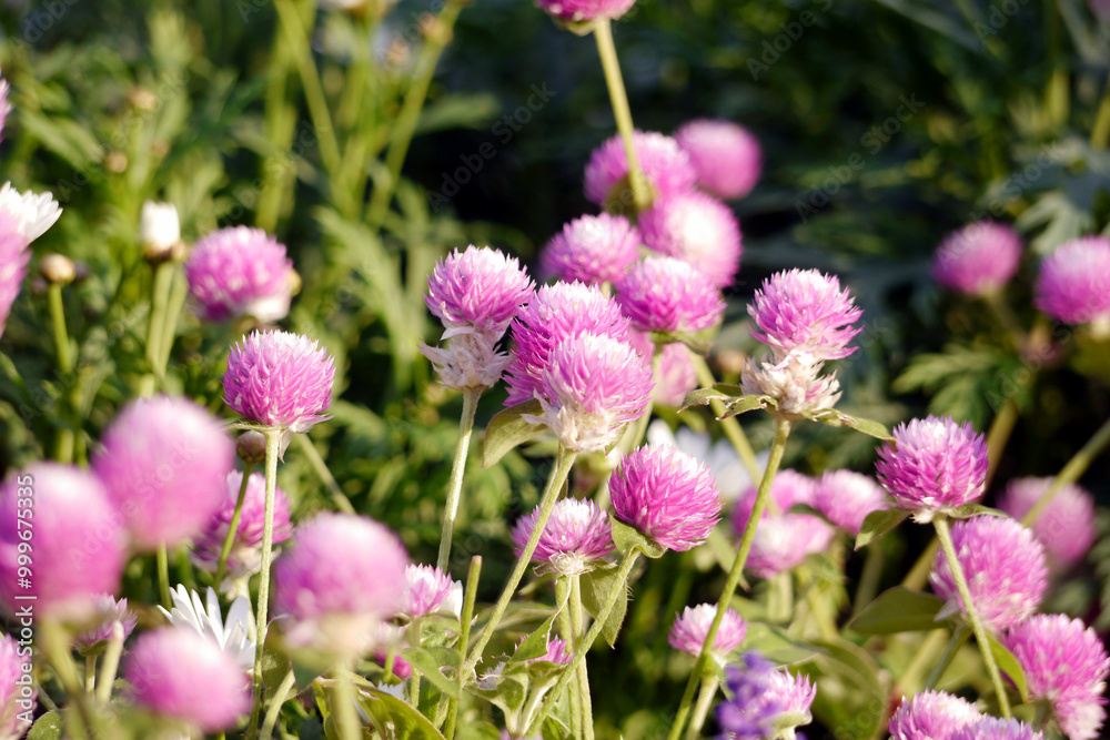 Fototapeta premium Pink globe amaranth flowers (Gomphrena) growing in a garden. The image is taken in natural daylight, highlighting the soft pink tones of the flowers.