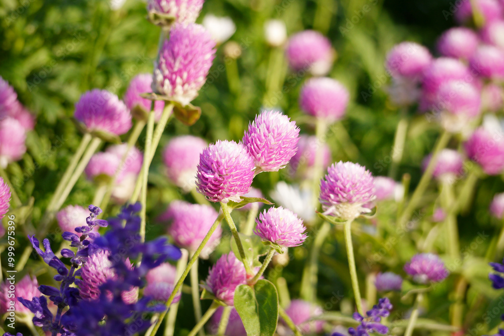 Pink globe amaranth flowers (Gomphrena) growing in a garden. The image is taken in natural daylight, highlighting the soft pink tones of the flowers. Pink globe amaranth flowers (Gomphrena) growing in a garden. The image is taken in natural daylight, highlighting the soft pink tones of the flowers.