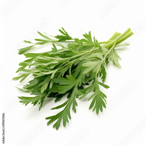 Wormwood , white background photo