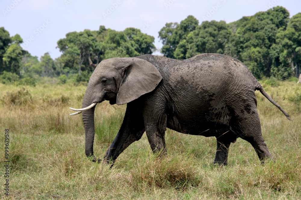Fototapeta premium Elefanten im Mansa Mara Nationalpark 