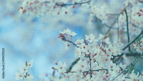 Branches Of Fruit Trees With Blossom White Flowers. Plum Tree Has Masses Of Showy White Flowers In Early Spring. photo