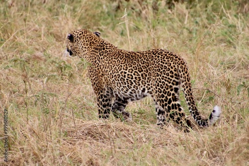 Geparden im Masai Mara Nationalpark, Kenia 