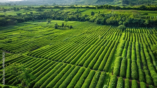 Aerial View of Lush Green Tea Plantation