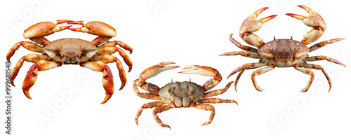 Crab PNG, crab PNG transparent images, red crab isolated on white, Crab set images, Crab collection images,