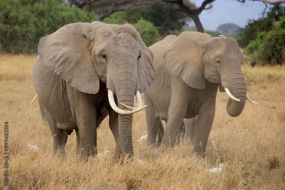 Obraz premium Elefanten