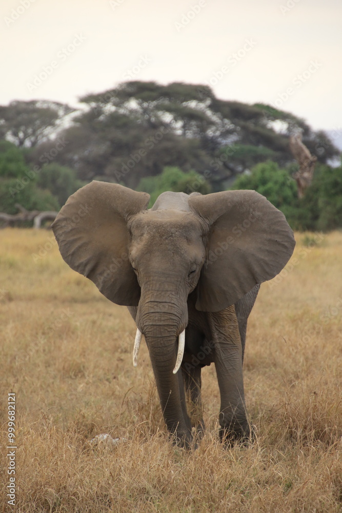 Obraz premium Elefanten