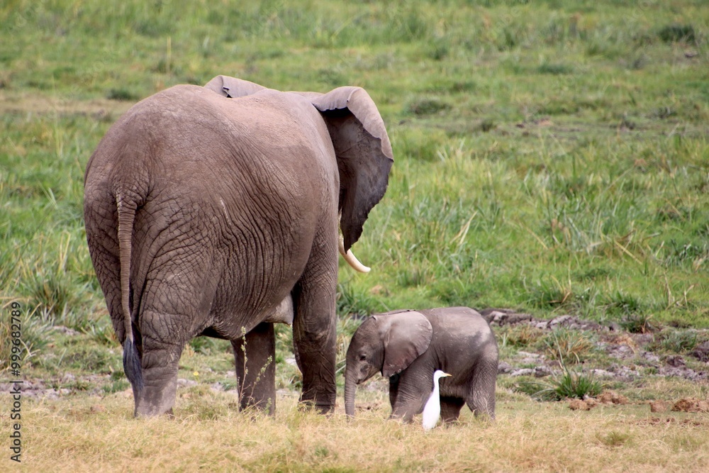 Fototapeta premium Elefantenkuh mit Kalb