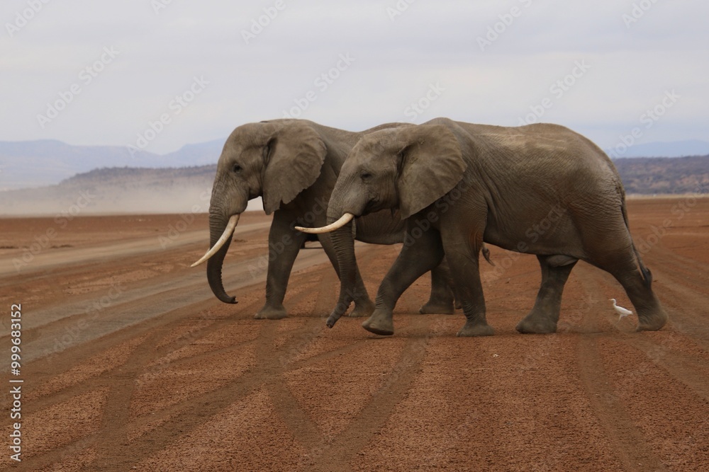 Obraz premium Elefanten