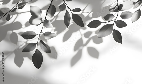 Branches with monotone leaves cast shadows on white background, Generative AI