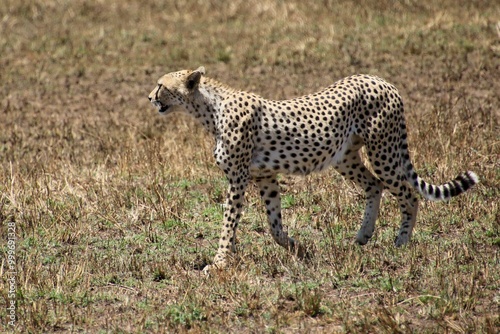 Gepard auf der Lauer zum jagen