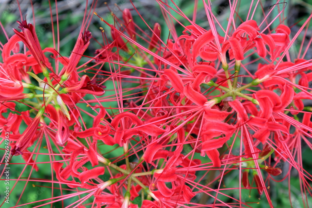 花茎の先に強く反り返った鮮やかな赤い花を咲かす、彼岸花