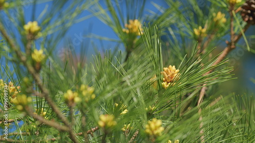 Pine Tree And Pine Blossoms Green Natural Background. Blooming European Pine. Young Pine Buds. Pan. photo