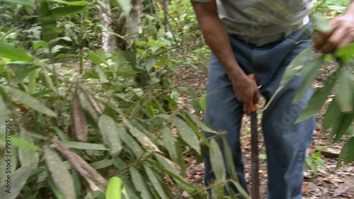 Preparation of ayahuasca or ayawaska or yage. A shaman in Ecuador uses a machete to chop Leaves of the Psychotria viridis to make a traditional South American psychoactive drink. photo