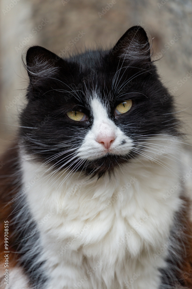 Black and white cat with piercing yellow eyes on a blurred background