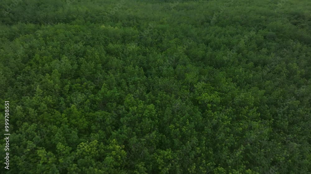 Exploring the Lush Green Forest Landscape During Late Afternoon Sunlight in a Serene Natural Setting Exploring the Lush Green Forest Landscape During Late Afternoon Sunlight in a Serene Natural Setting