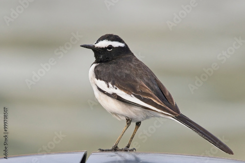 White-browed Wagtail, (Motacilla maderaspatensis), standing on a car roof, Chambal, Rajasthan, India.