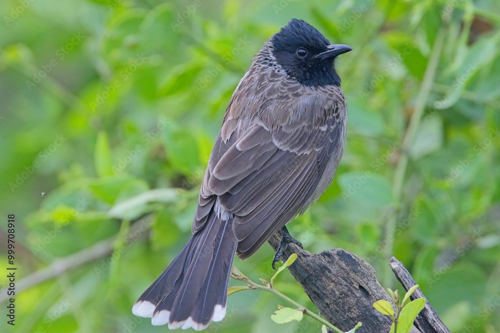 Red-vented Bulbul (Pycnonotus cafer), perched on a branch, Bharatpur, Dehli, India. Red-vented Bulbul (Pycnonotus cafer), perched on a branch, Bharatpur, Dehli, India.