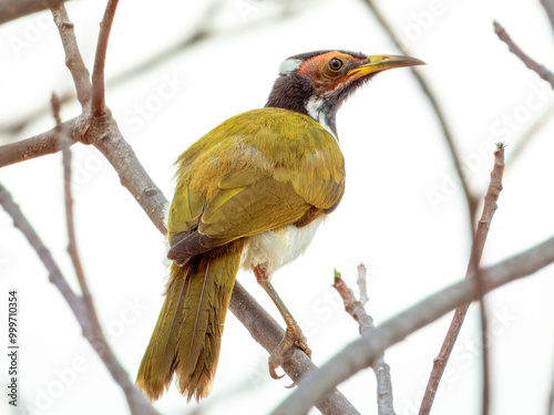 Blue-faced Honeyeater - Entomyzon cyanotis in Australia photo