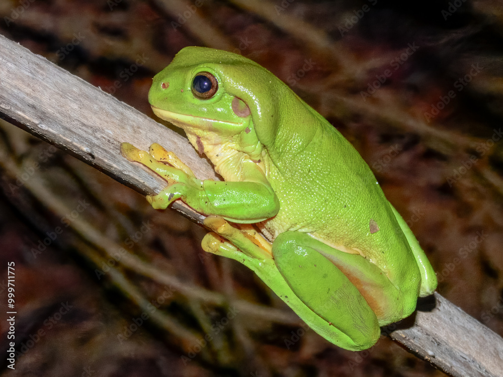 Obraz premium Australian Common Tree Frog in Australia