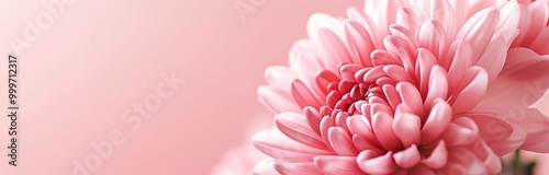 Delicate pink chrysanthemum in close-up, showcasing intricate petal details against a soft pink background