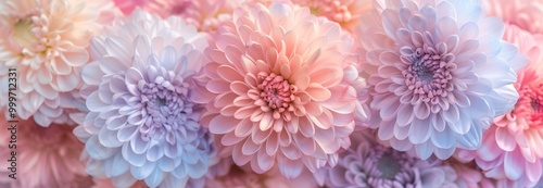 Colorful pastel chrysanthemums in full bloom create a serene floral arrangement in a soft lighting setting