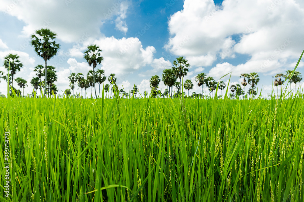 Obraz premium fresh green rice close up 