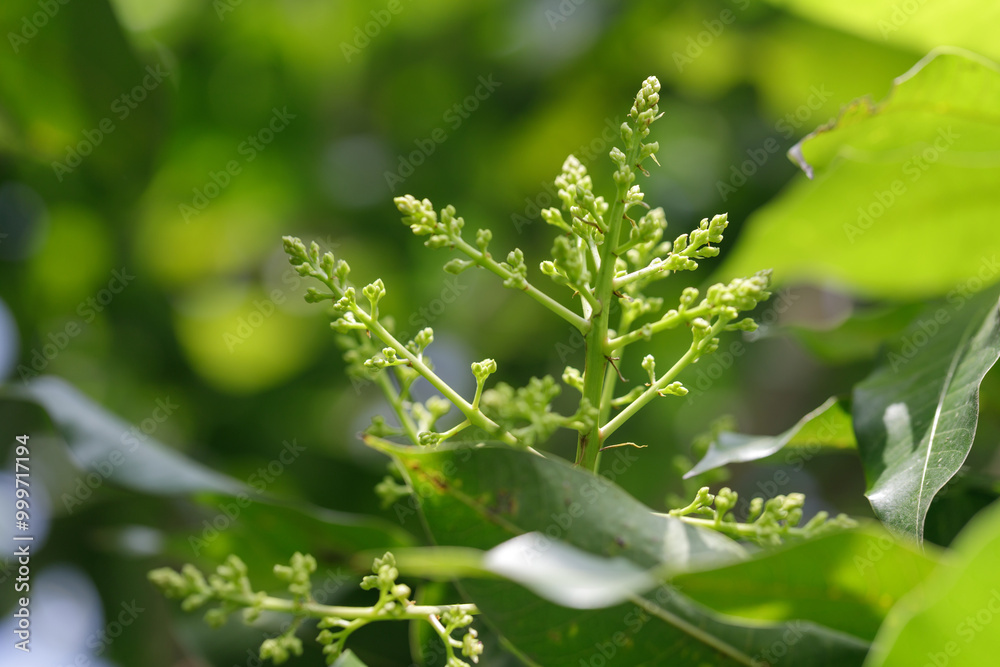 Mango blossoms are blooming before fruiting..The mango bouquet of mango flower is bloom in the nature Mango blossoms are blooming before fruiting..The mango bouquet of mango flower is bloom in the nature