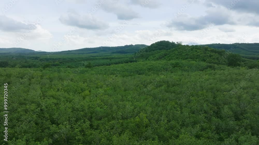 Aerial View of Lush Green Forest Landscape During Midday in a Tranquil Natural Setting Aerial View of Lush Green Forest Landscape During Midday in a Tranquil Natural Setting