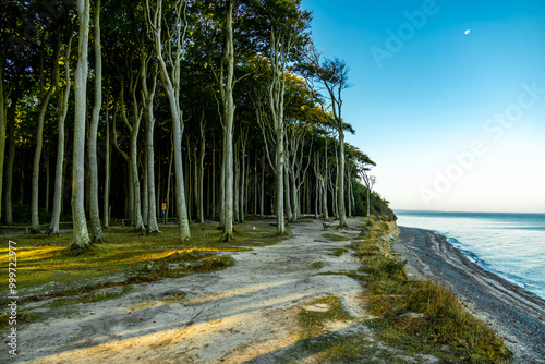 Wallpaper Mural Unterwegs am Ostsee Strand von Nienhagen am mystischen Gespensterwald - Mecklenburg Vorpommern - Deutschland Torontodigital.ca