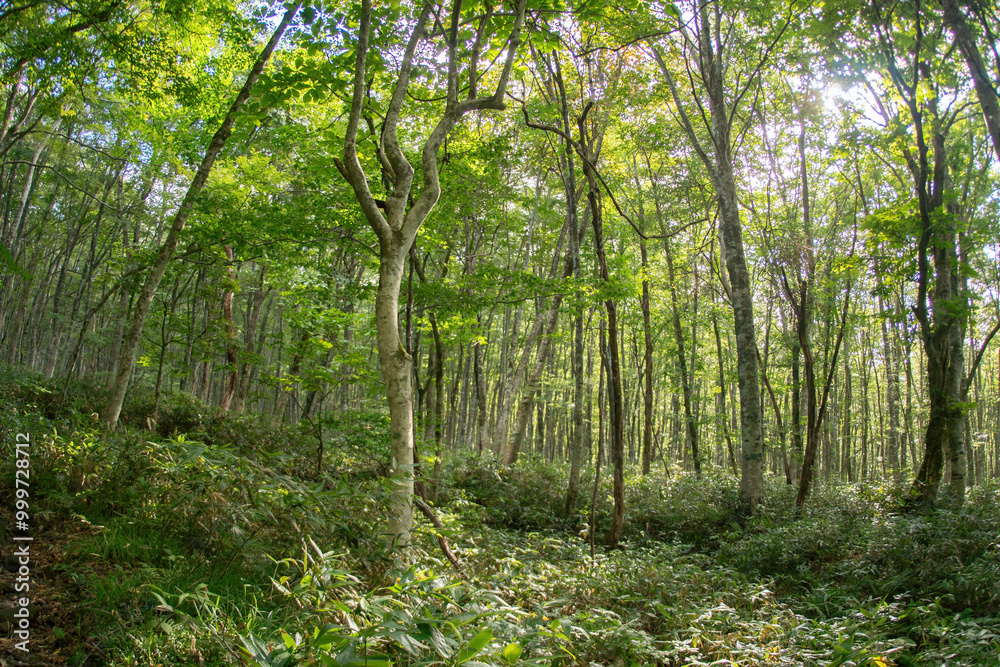 Obraz premium 白樺の林道