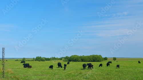 Black angus beef cow. Cow on a green summer pasture. Black cows stand grazing on meadow field.