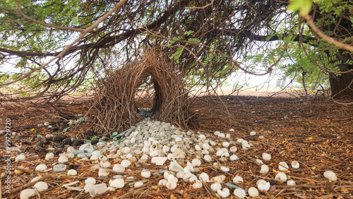 Photos Great Bowerbird - Chlamydera nuchalis in Australia