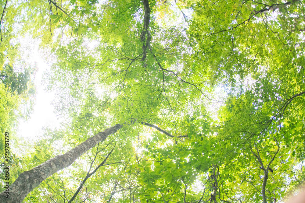 Obraz premium 白樺の樹木