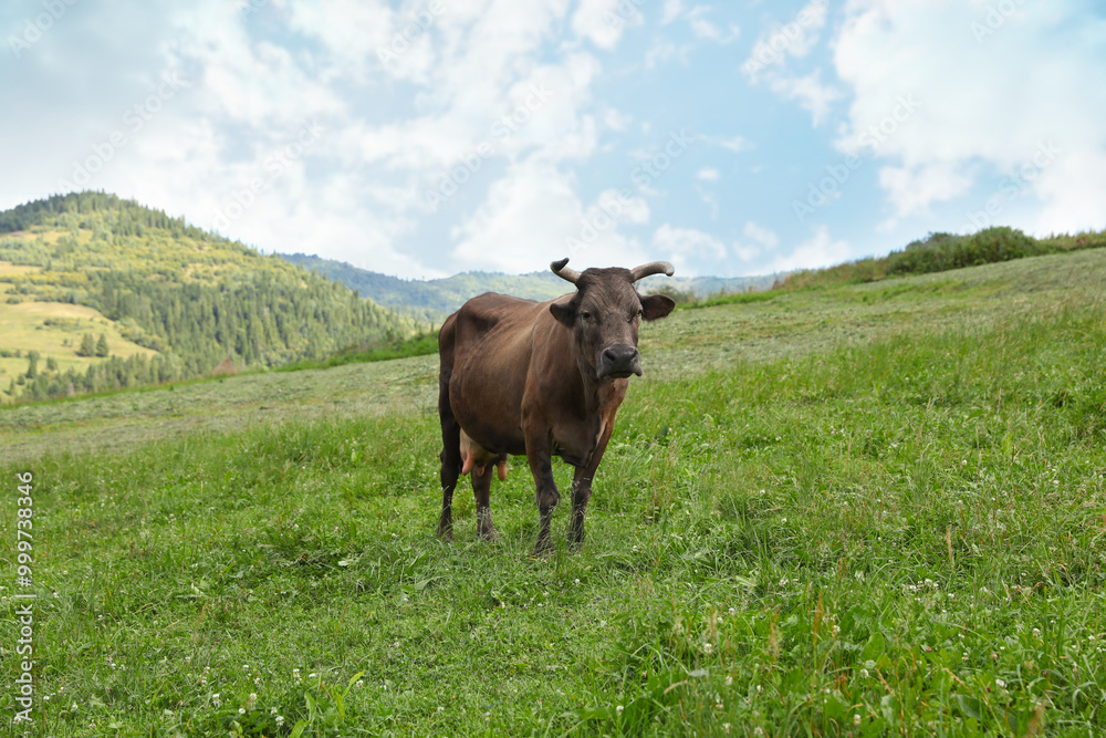 Beautiful cow grazing on green grass outdoors Beautiful cow grazing on green grass outdoors