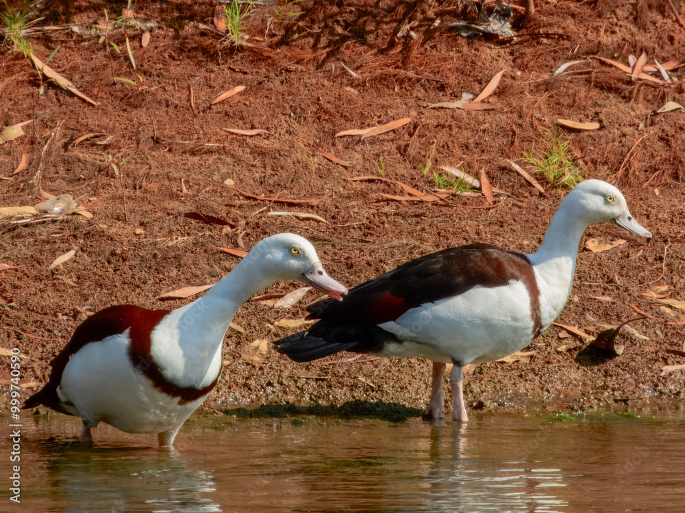Obraz premium Radjah Shelduck - Radjah radjah in Australia