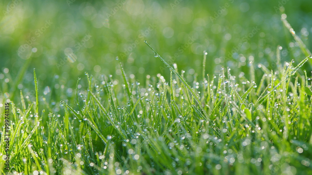 Spring Renewal Of Nature Idea. Abstract Panoramic Natural Plants. Abstract Nature Background. Pan. Spring Renewal Of Nature Idea. Abstract Panoramic Natural Plants. Abstract Nature Background. Pan.