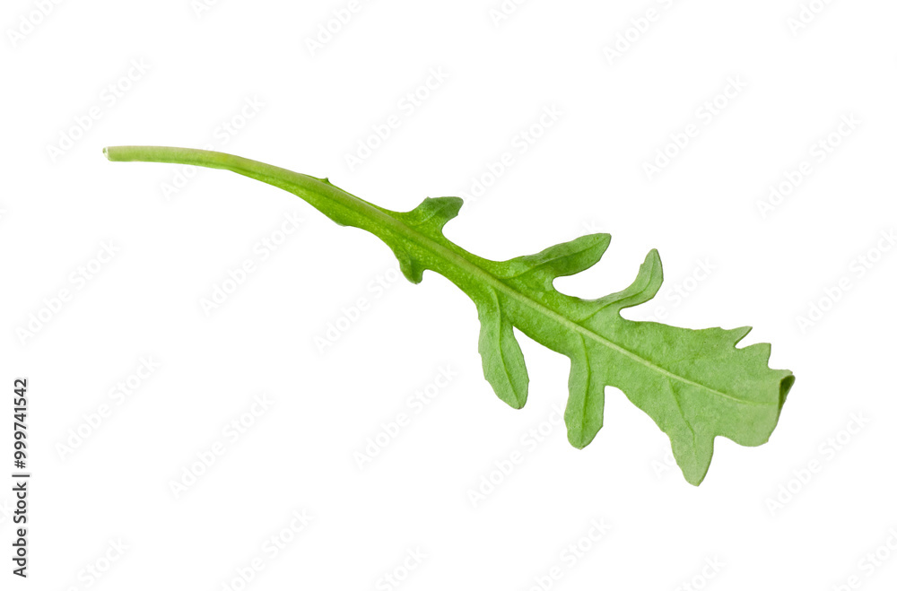 One fresh arugula leaf isolated on white One fresh arugula leaf isolated on white