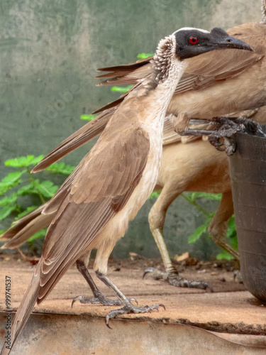 Silver-crowned Friarbird - Philemon argenticeps in Australia photo